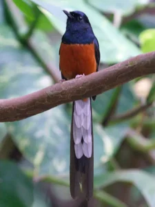 Burung Murai Batu