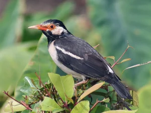 burung jalak suren