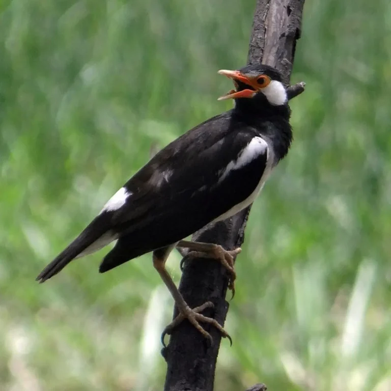 Mengenal Lebih Dekat Burung Jalak Suren