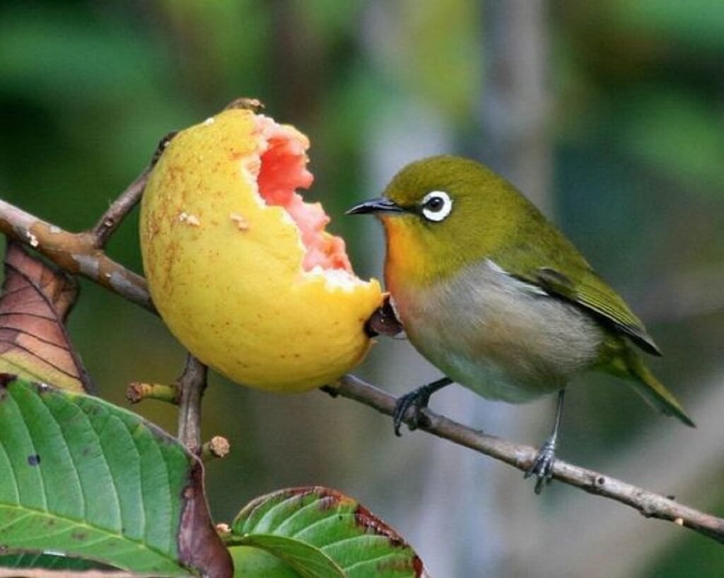 burung pleci