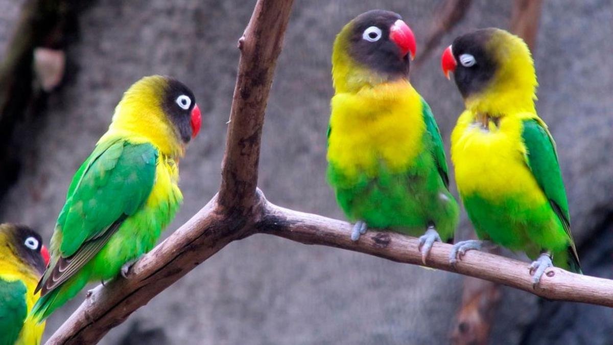 burung lovebird