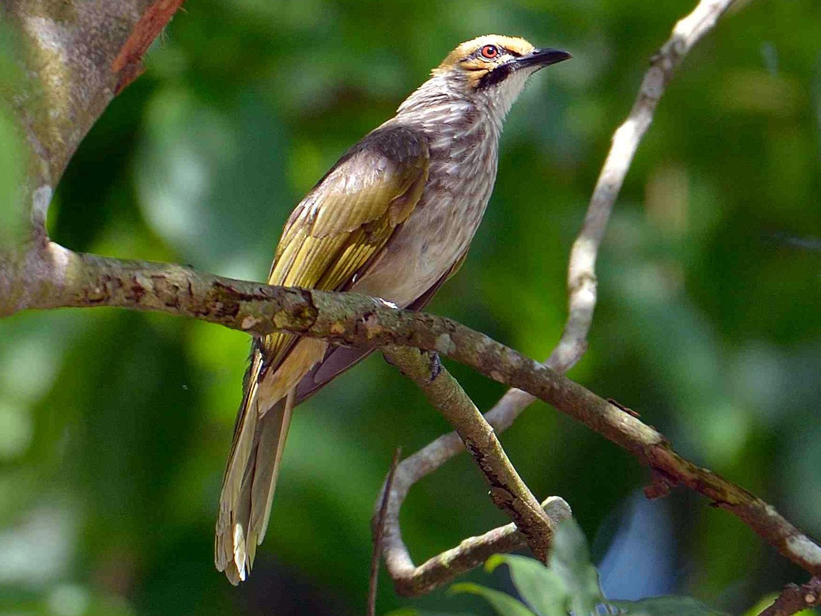 burung cucak rawa