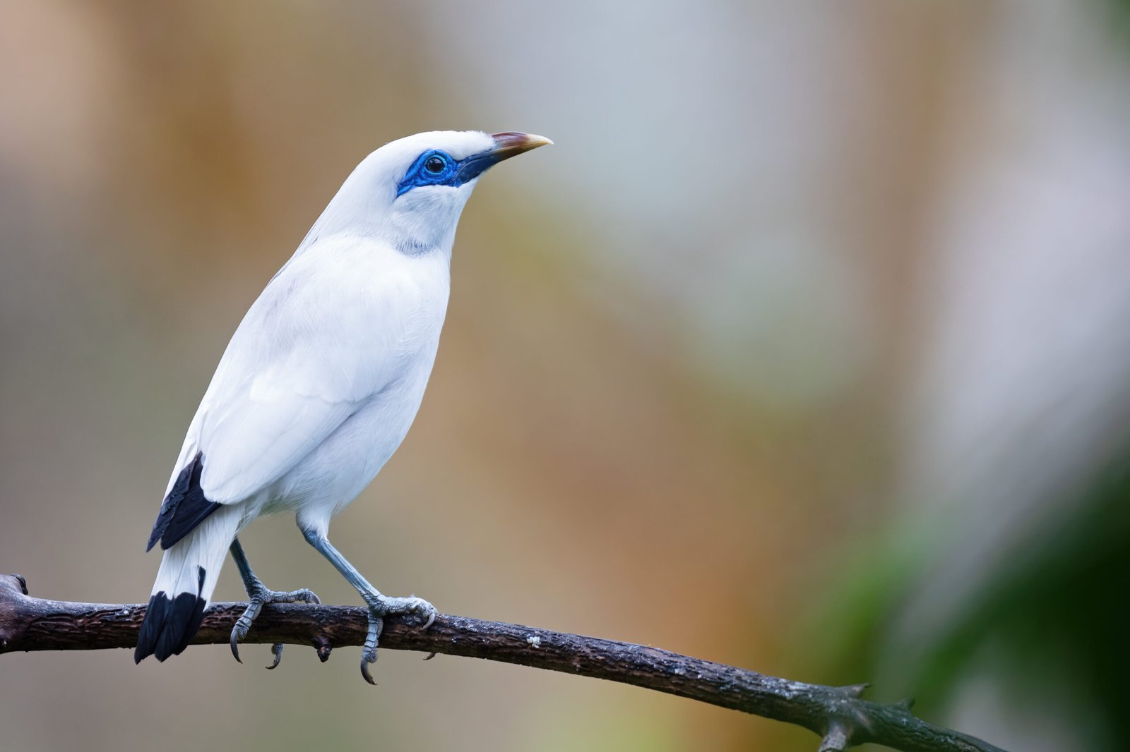 burung jalak bali