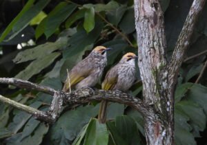 burung cucak rawa