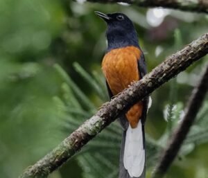 Burung Murai Batu