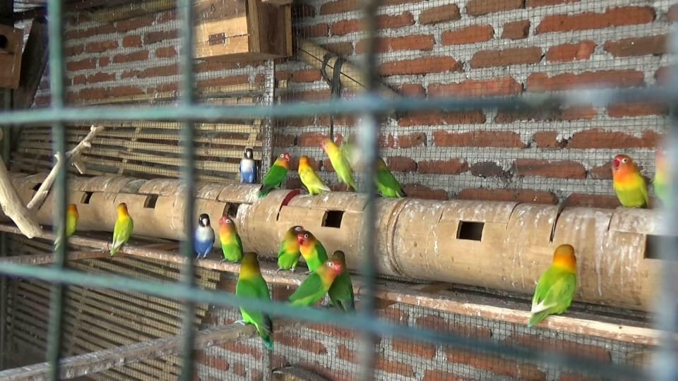 burung lovebird