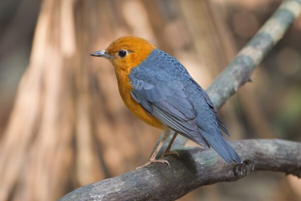 burung anis merah