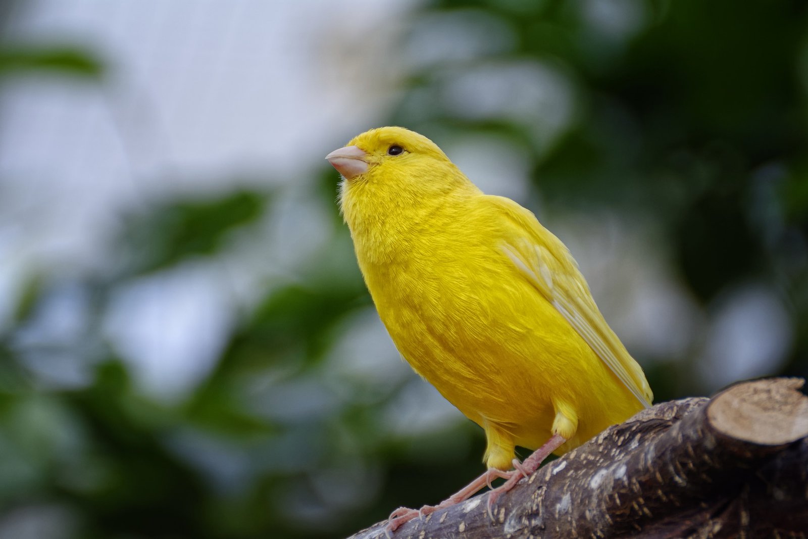 burung kenari