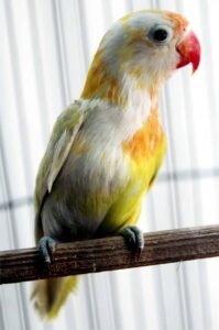 burung lovebird