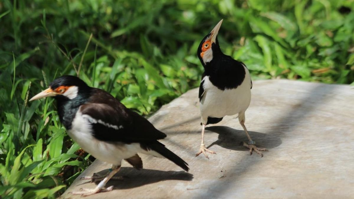 burung jalak suren