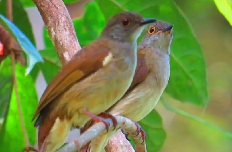 burung kapas tembak