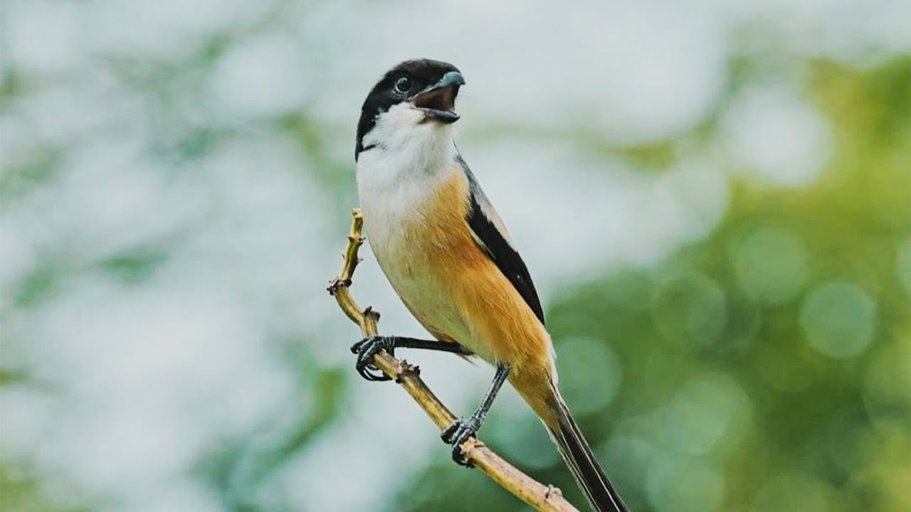 burung cendet