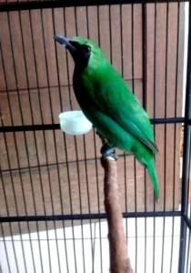 burung cucak ijo