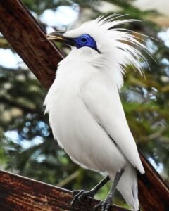 burung jalak bali