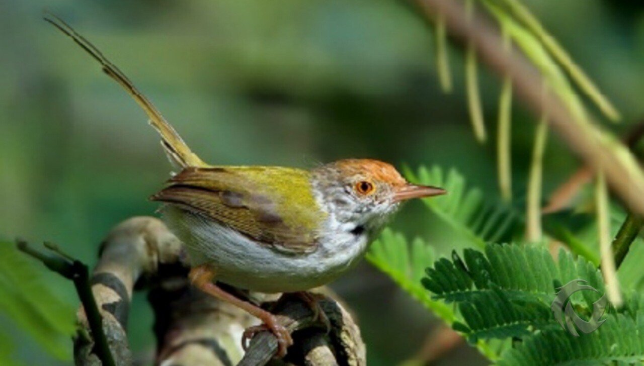 burung ciblek