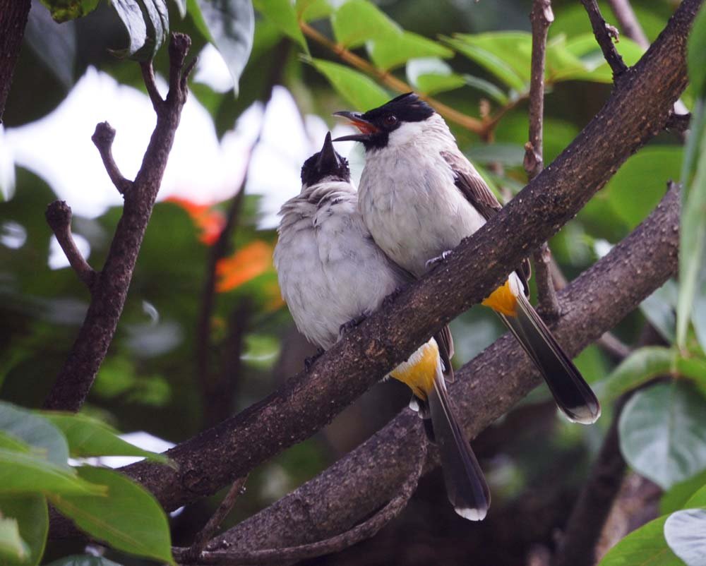 burung kutilang