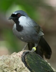 burung poksay