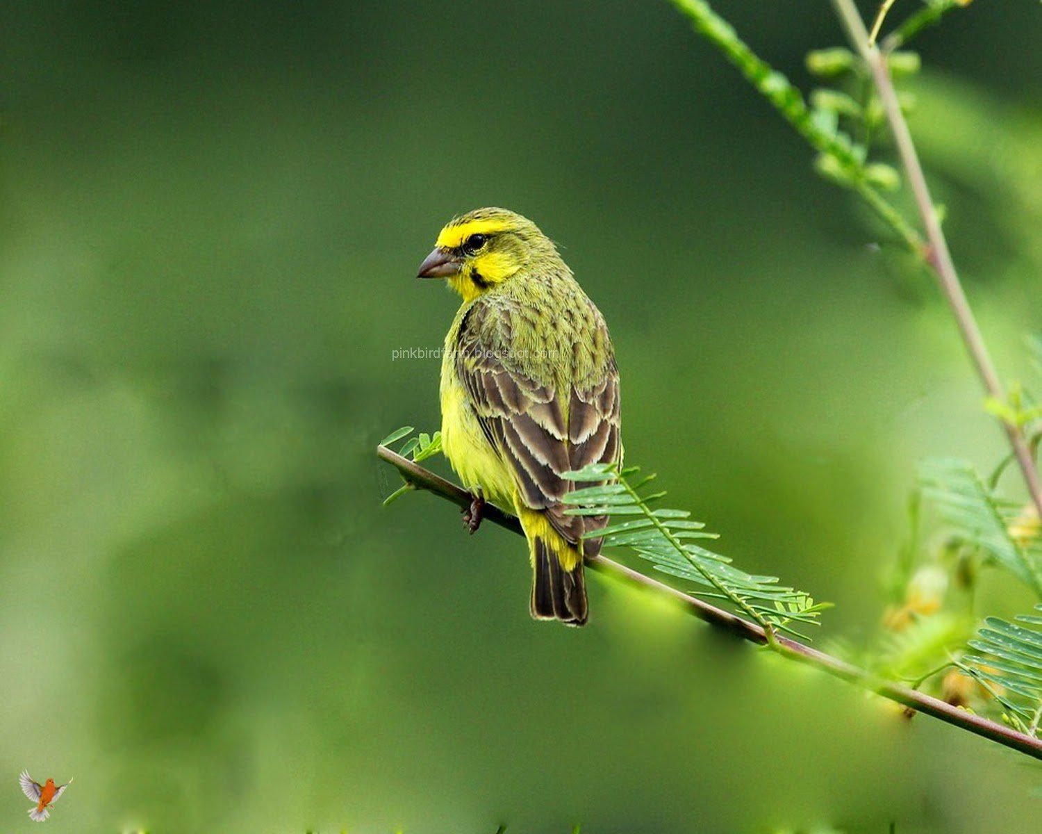 burung mozambik