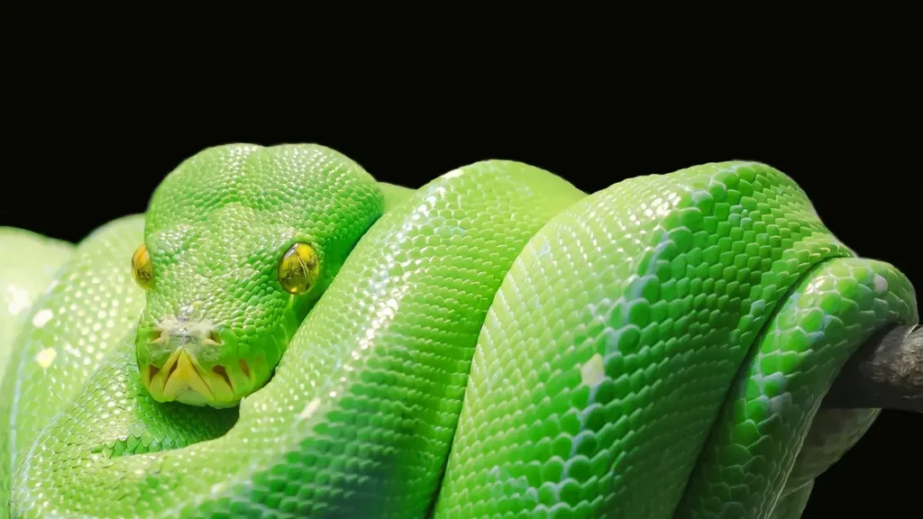 Emerald Tree Boa