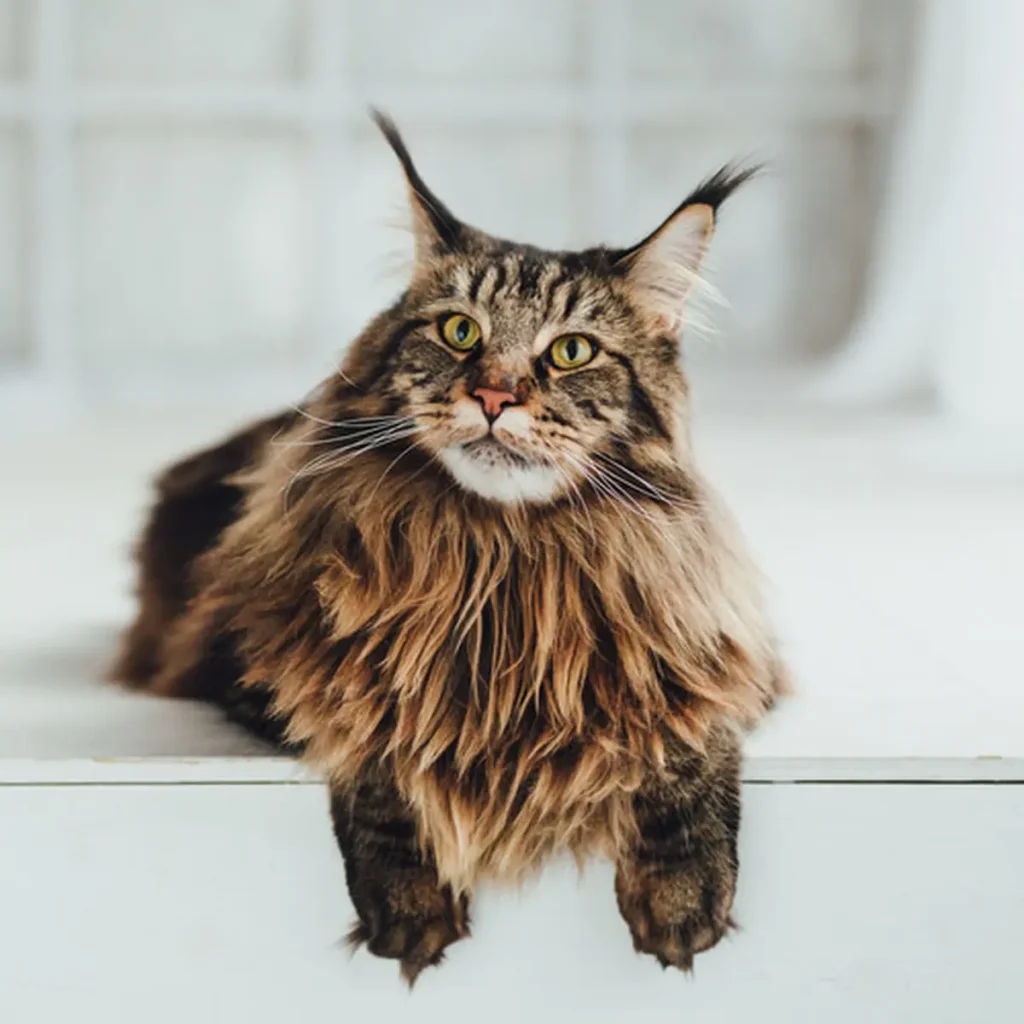 kucing maine coon