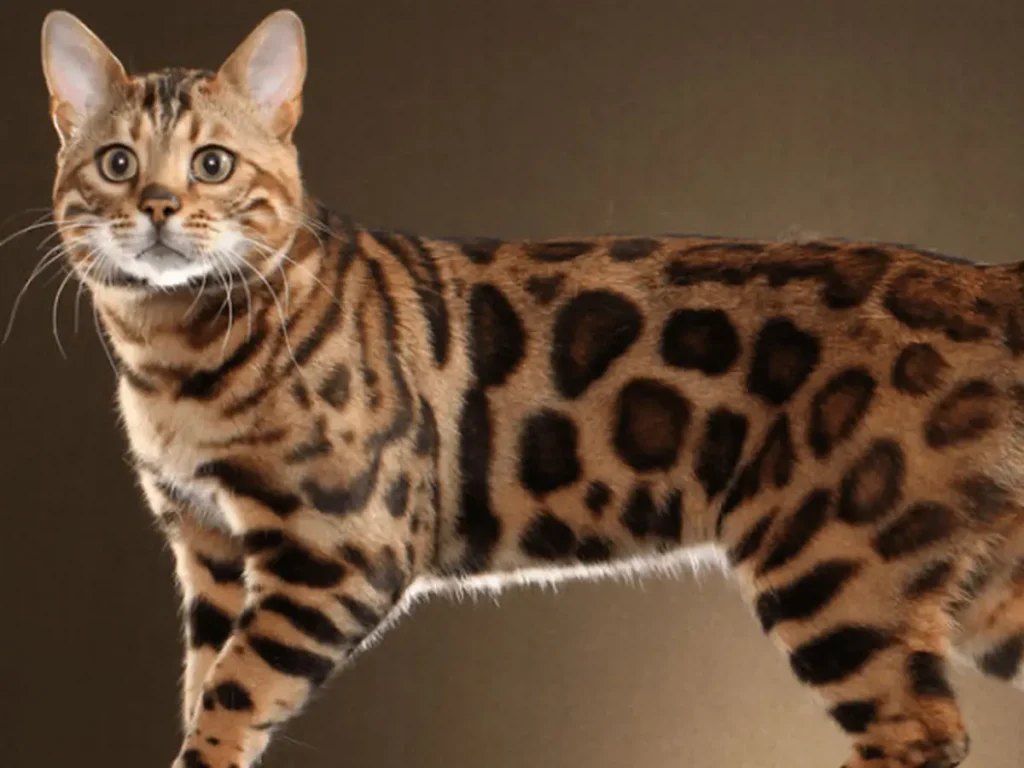 kucing bengal