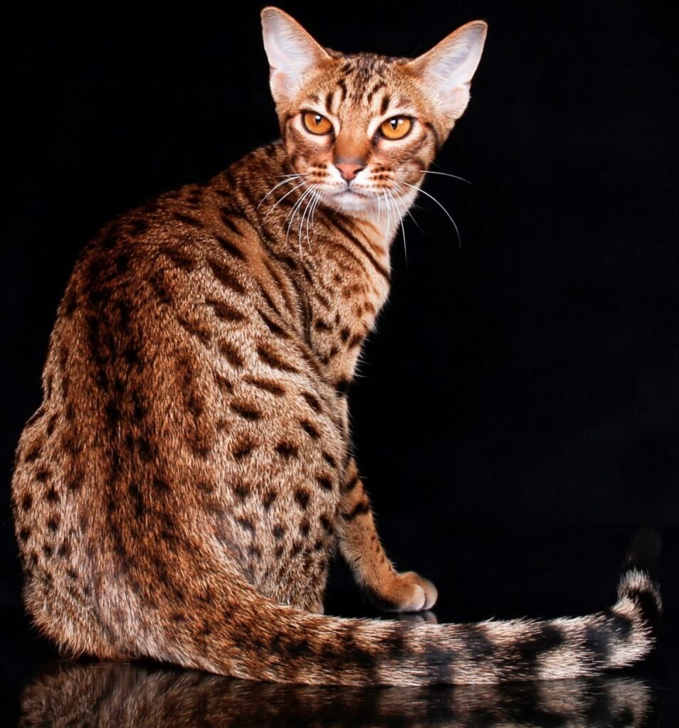 ras kucing ocicat