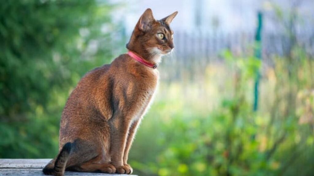 kucing abyssinian