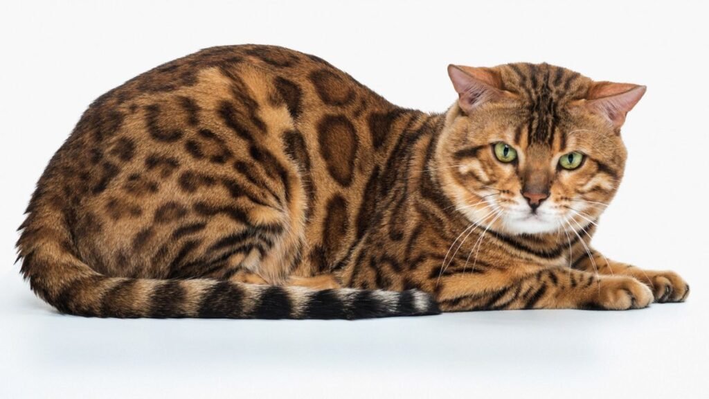 kucing bengal