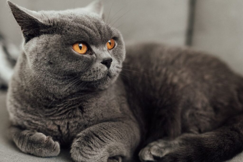 kucing british shorthair