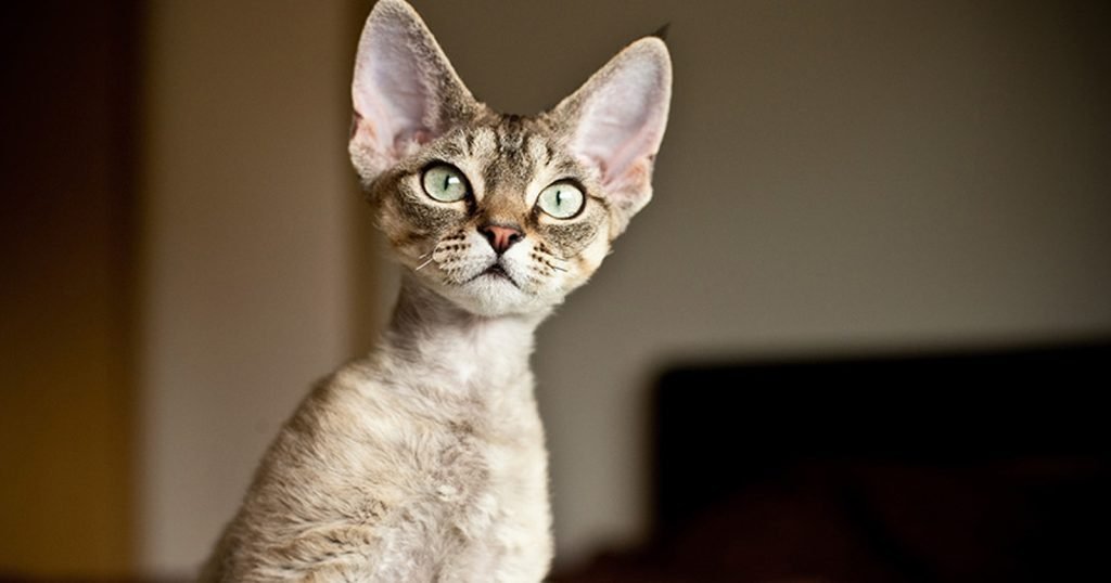 devon rex