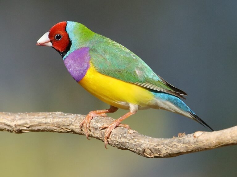 Burung Finch Gould Amadin : Si Kecil Berbulu Indah