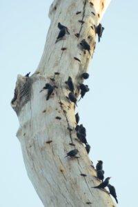 burung jalak rio