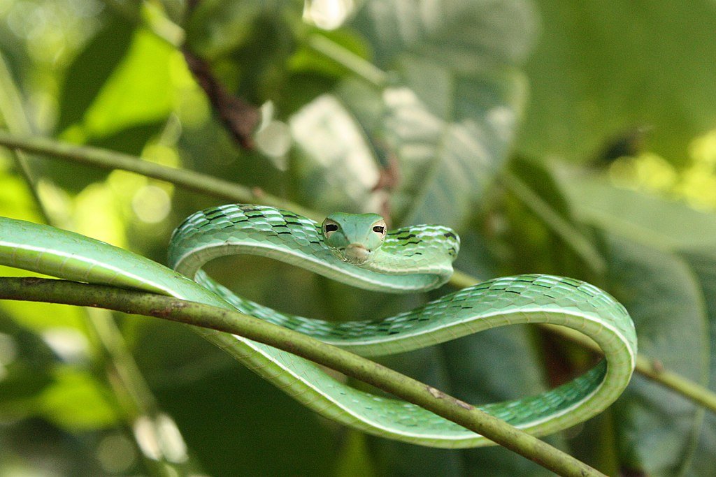 ular pucuk