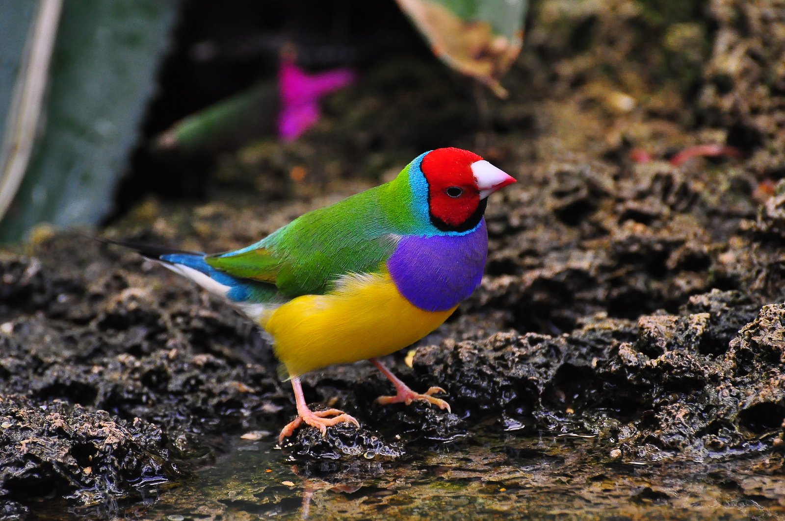 gould finch