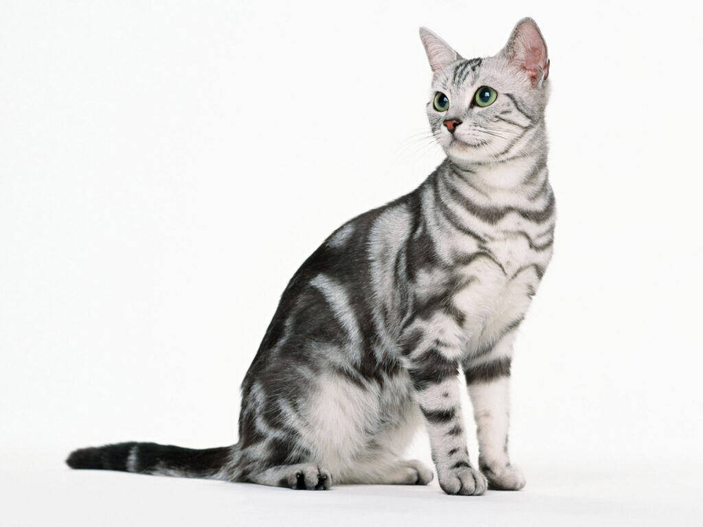 american shorthair