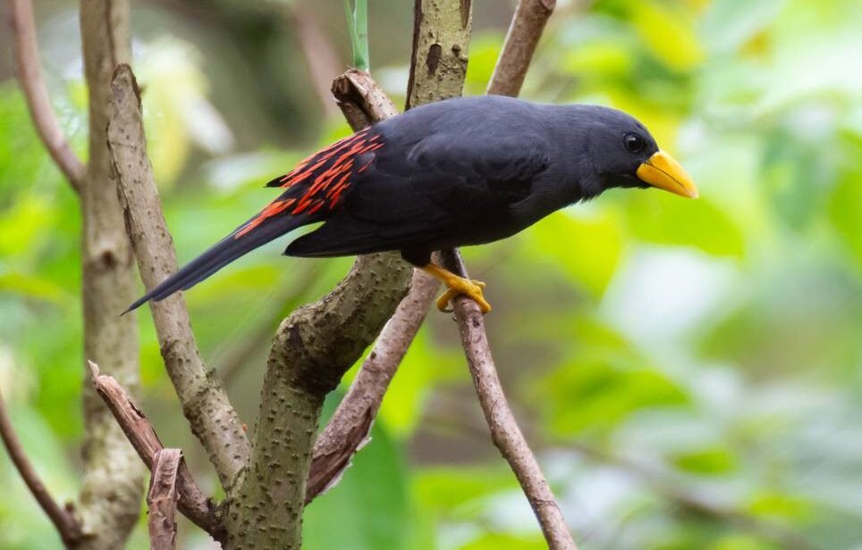 burung jalak rio