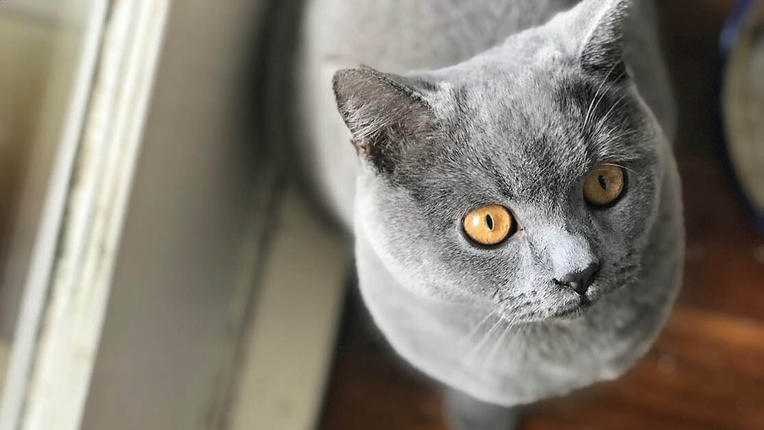 kucing british shorthair