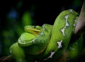 Emerald Tree Boa