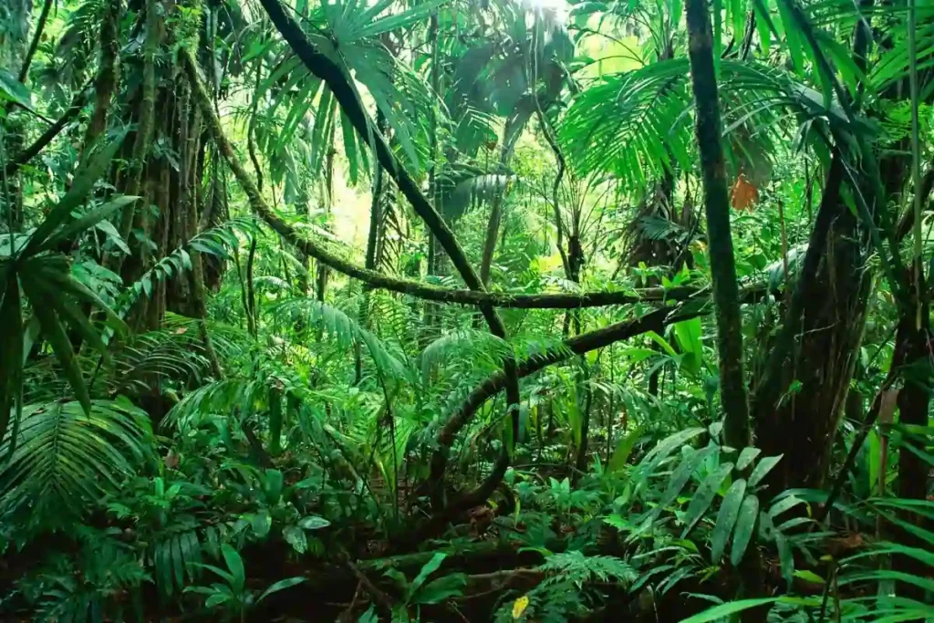 Fauna Endemik Sulawesi