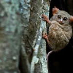 Fauna Endemik Sulawesi