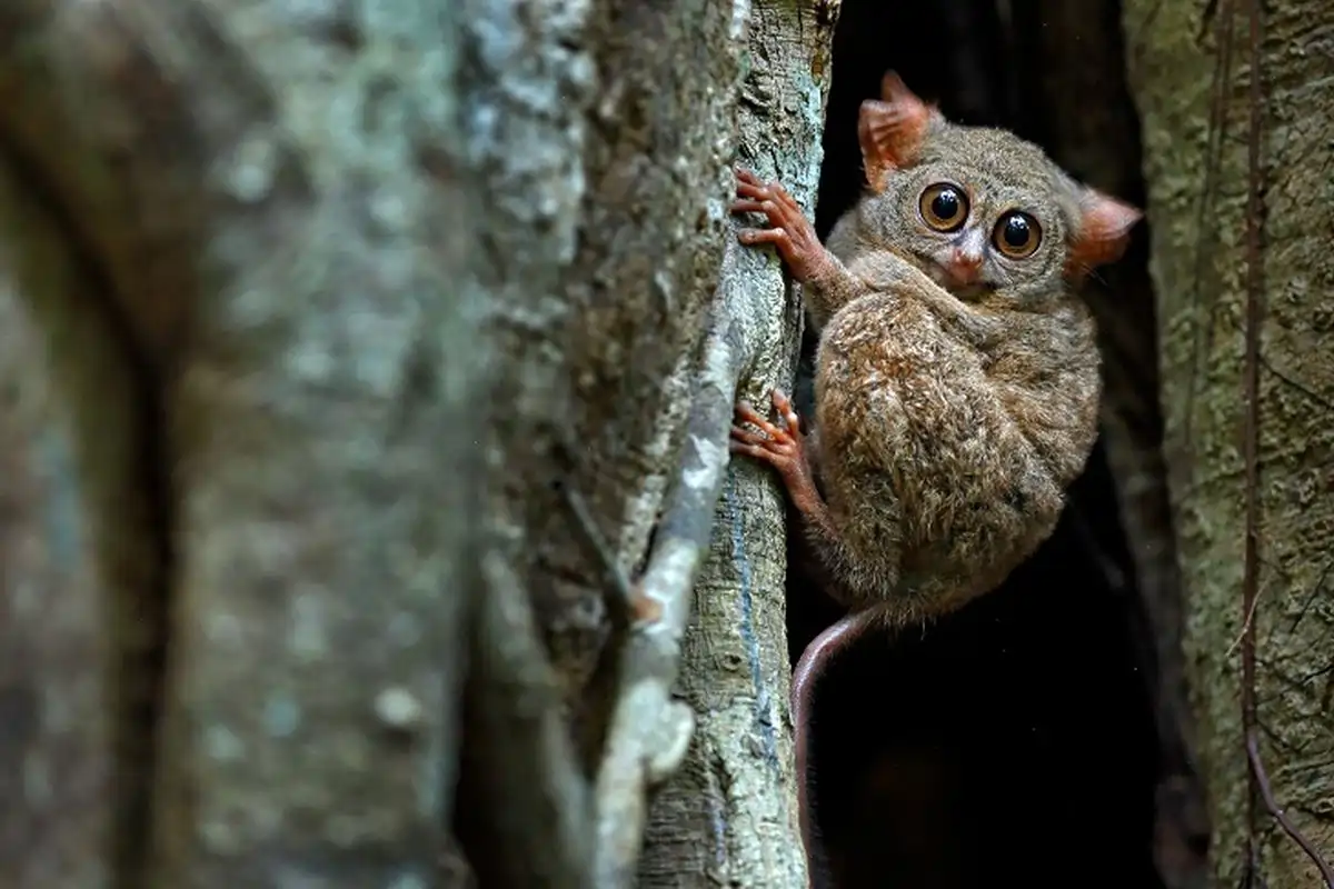 Fauna Endemik Sulawesi