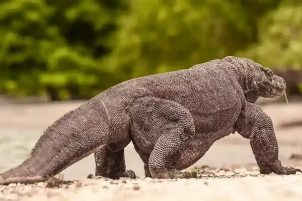 Komodo