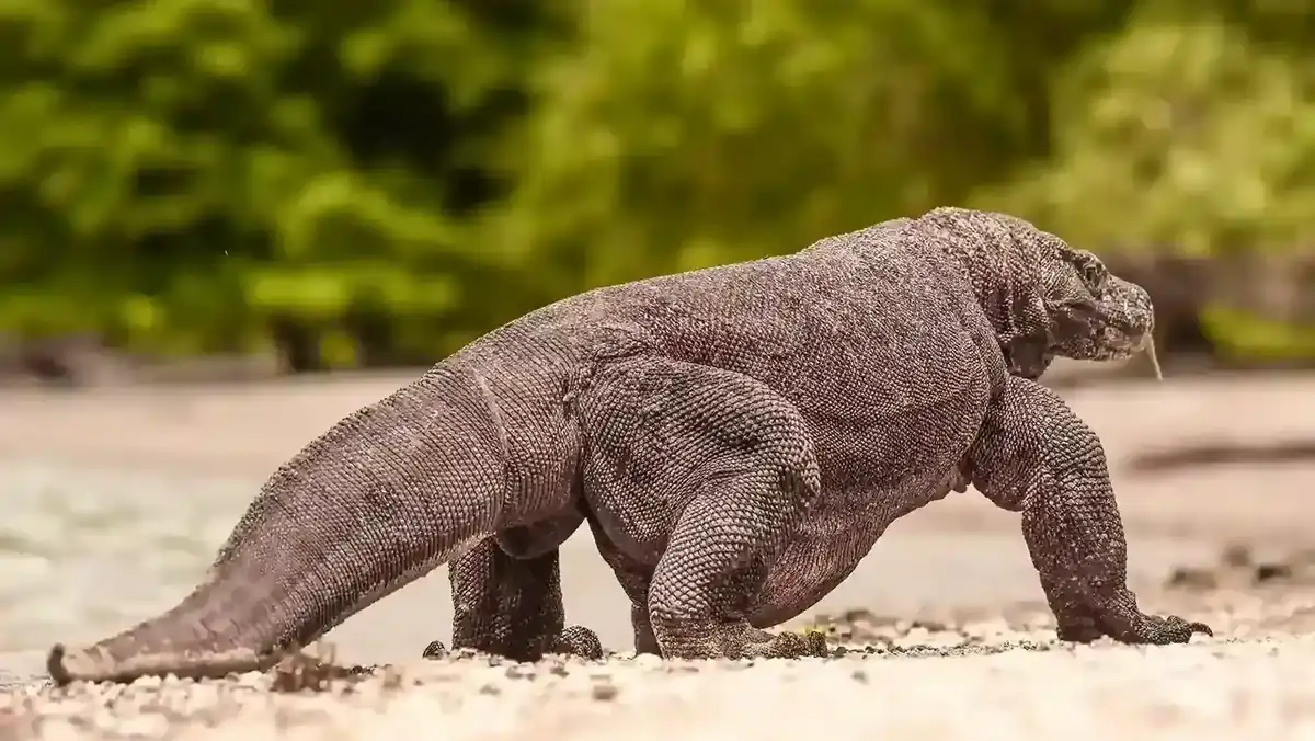 Komodo