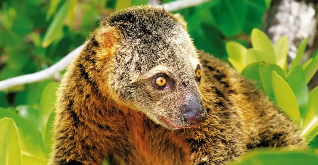 Fauna Endemik Sulawesi